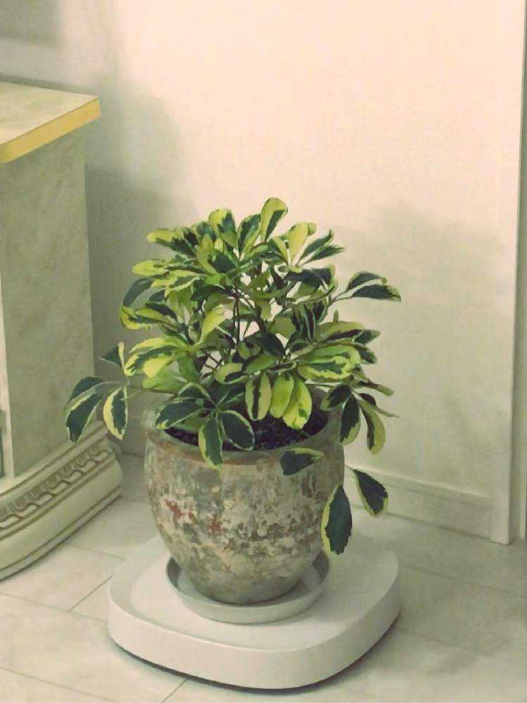 カポックの成長記録 Greensnap グリーンスナップ