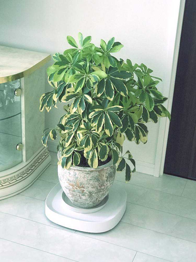 カポックの成長記録 Greensnap グリーンスナップ