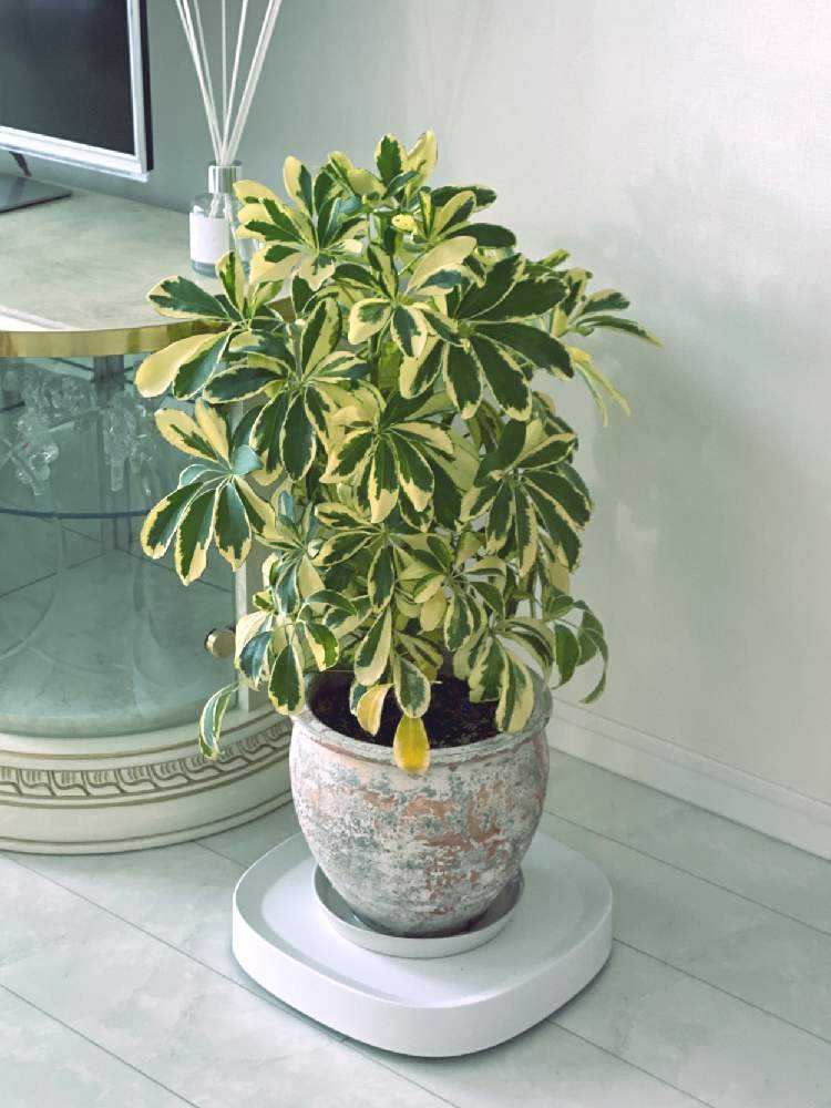 カポックの成長記録 Greensnap グリーンスナップ