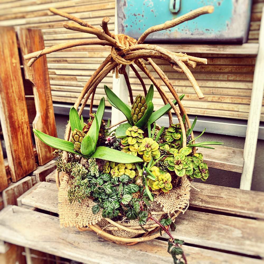 芽出し球根の投稿画像 By Nya Aさん 冬に咲く花フォトコンと寄せ植えと寄せ植え倶楽部と植中毒と球根と庭のある暮らしと蔓籠と花のある暮らし 月1月30日 Greensnap グリーンスナップ