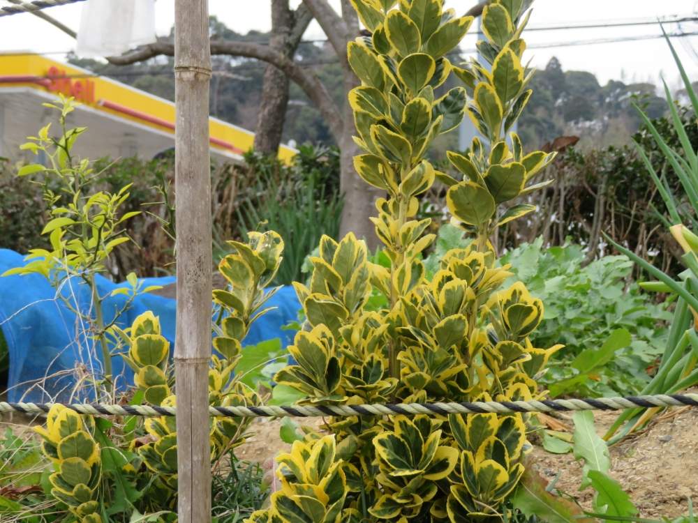 斑入りマサキの投稿画像 By ゆーちゃんさん 花のある暮らしと千葉県とおでかけ先 月1月30日 Greensnap グリーンスナップ