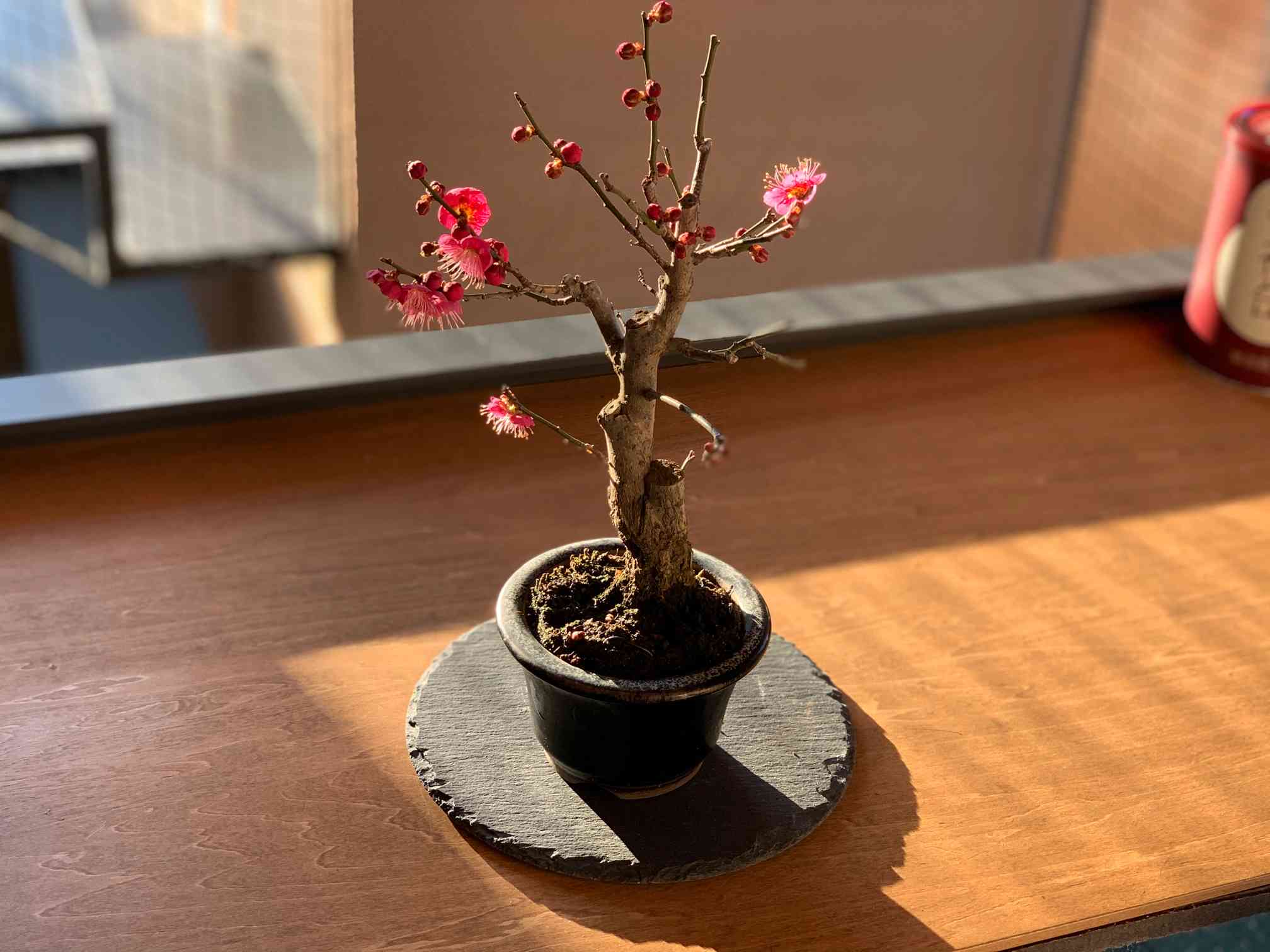 梅 盆栽 佐橋紅 希少 鹿児島紅梅を衣替え 緋梅系 緋色の一重