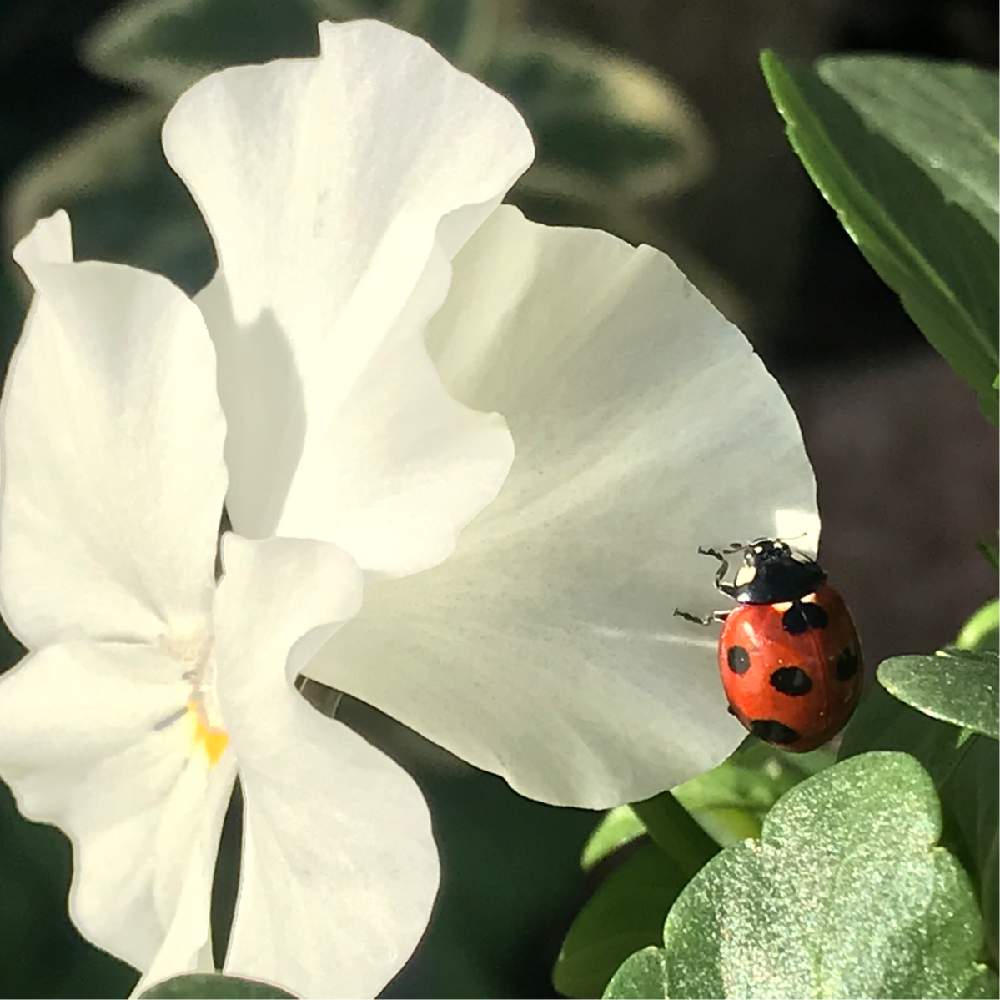 てんとう虫の投稿画像 By 苺さん ビオラ パンジーと手作りの庭とお気に入り とgs映えと植物だいすきと順調と可愛いと花のある暮らしとビオラ 今日の様子 月1月30日 Greensnap グリーンスナップ