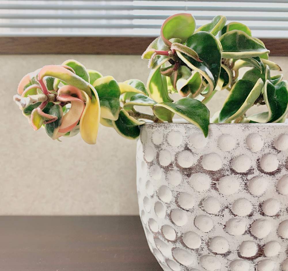 確認用 385 斑入り ホヤ カルノーサコンパクタバリエガタ Suuryou Ha Ooi 植物 観葉植物 Peltosiemen Fi