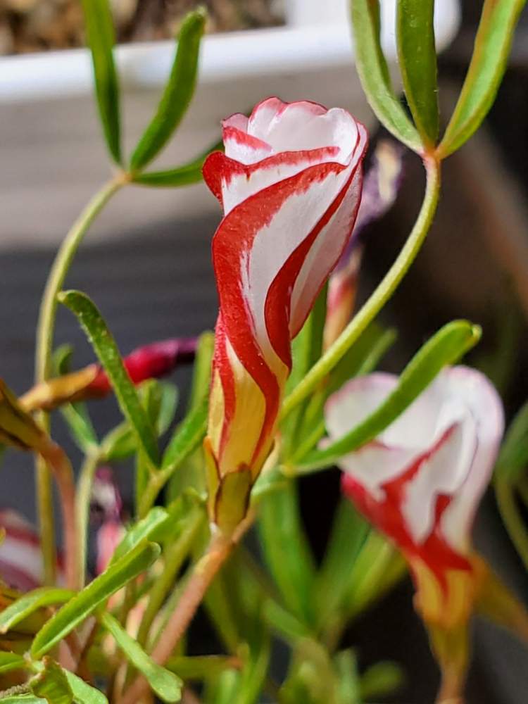 オキザリス バーシカラーの投稿画像 By ゆりさん ピンクの花と大好きなオキザリスと オキザリスと花のある暮らしと白い花とかわいい 月1月30日 Greensnap グリーンスナップ