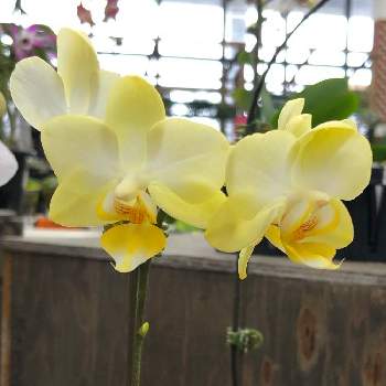 ミディ胡蝶蘭カララの画像 by HEATHさん | お出かけ先とミディ胡蝶蘭カララとラン科と黄色の花