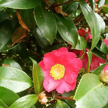 冬の花木の投稿画像一覧 Greensnap グリーンスナップ