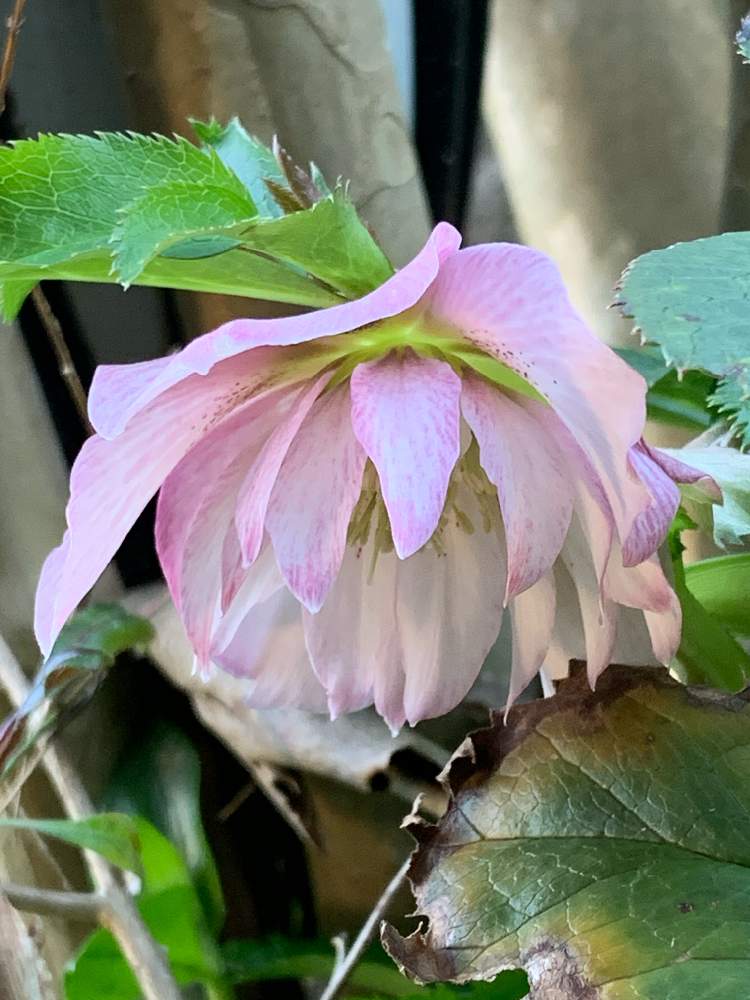 クリスマスローズ ヘレボルス オリエンタリス ニューハイブリッドの投稿画像 By Mariakoさん クリスマスローズ と梨愛ちゃんに と冬に咲く花フォトコンとヒヤミカチ首里城 とクリスマスローズ大好きとひやみかち首里城 と届きますように と癒される とまほこちゃん クリスマスローズ ヘレボルス オリエンタリス ニューハイブリッドの投稿画像 By Mariakoさん クリスマスローズ と梨愛ちゃんに と冬に咲く花フォトコンとヒヤミカチ首里城 とクリスマスローズ大好きとひやみかち首里城 と届きますように と癒される とまほこちゃん