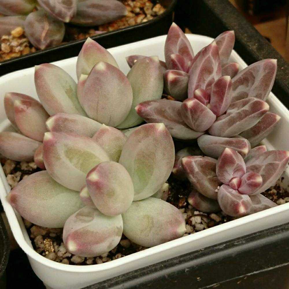 多肉植物　フーケリー カット苗  6個 多肉植物 レッドエッグ錦♡抜き苗 多肉植物 ピンクプリティ錦