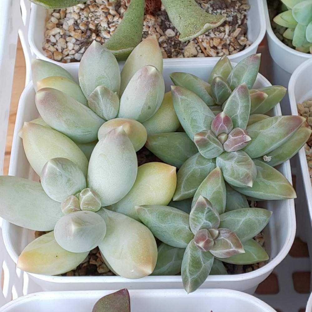 多肉植物　フーケリー カット苗  6個 多肉植物 フーケリー カット苗 6個