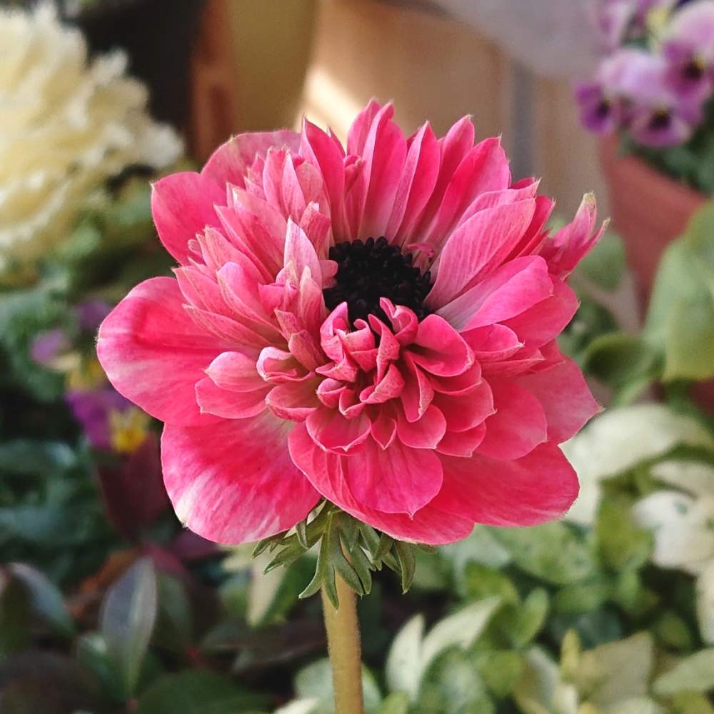 アネモネの投稿画像 By りん さん アネモネ アンアリスと花のある暮らしと アネモネとアネモネ アンアリス 月1月30日 Greensnap グリーンスナップ