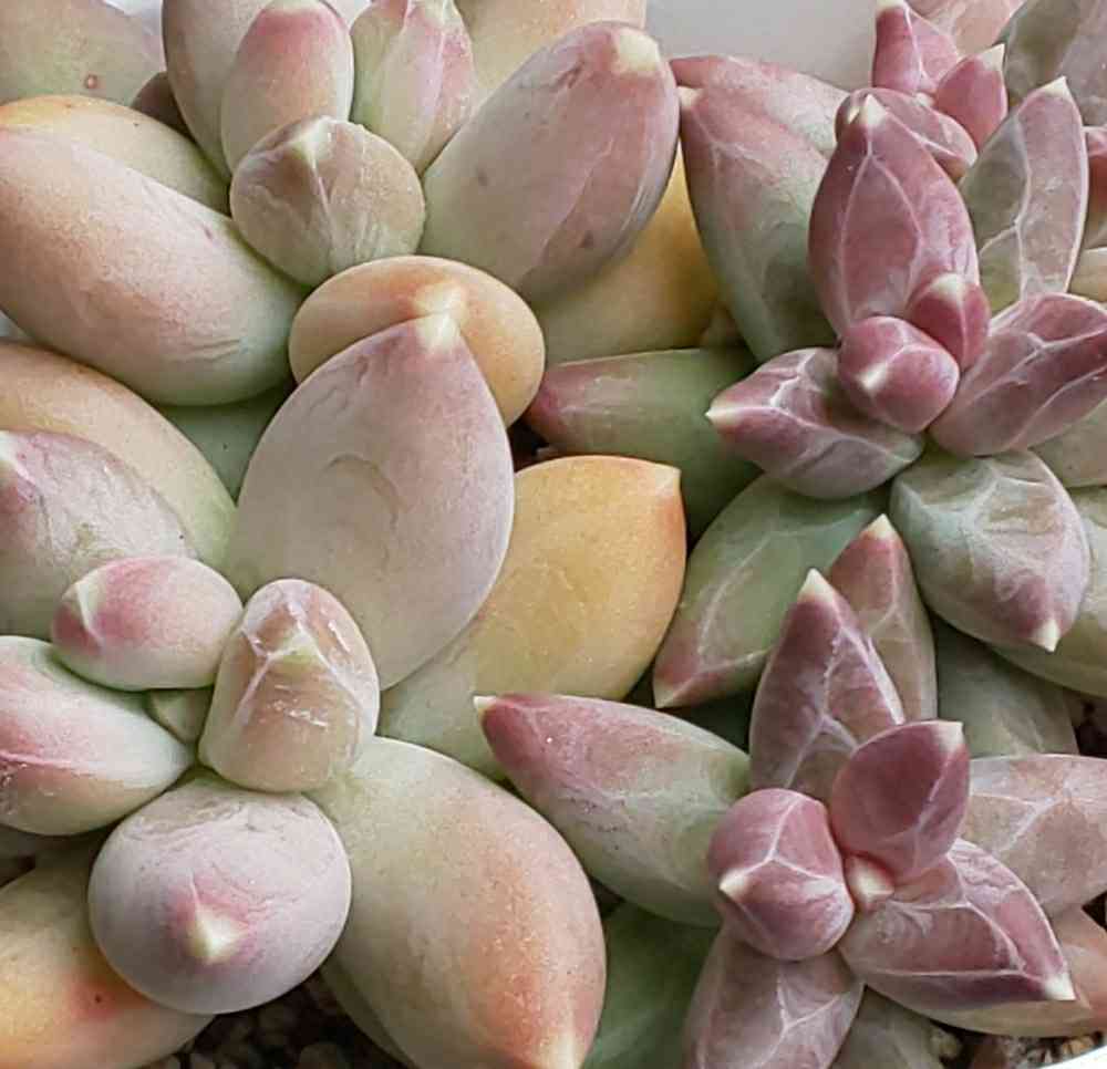 多肉植物　フーケリー カット苗  6個 楽天市場】多肉植物 カット 苗 「6個セット」 植物 寄せ植え