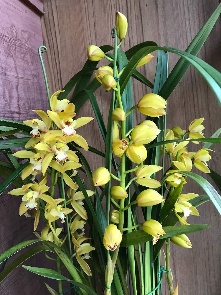 シンビジウムの投稿画像 By Moriromiさん 洋蘭とラン科と黄色い花と花のある暮らし 月1月30日 Greensnap グリーンスナップ