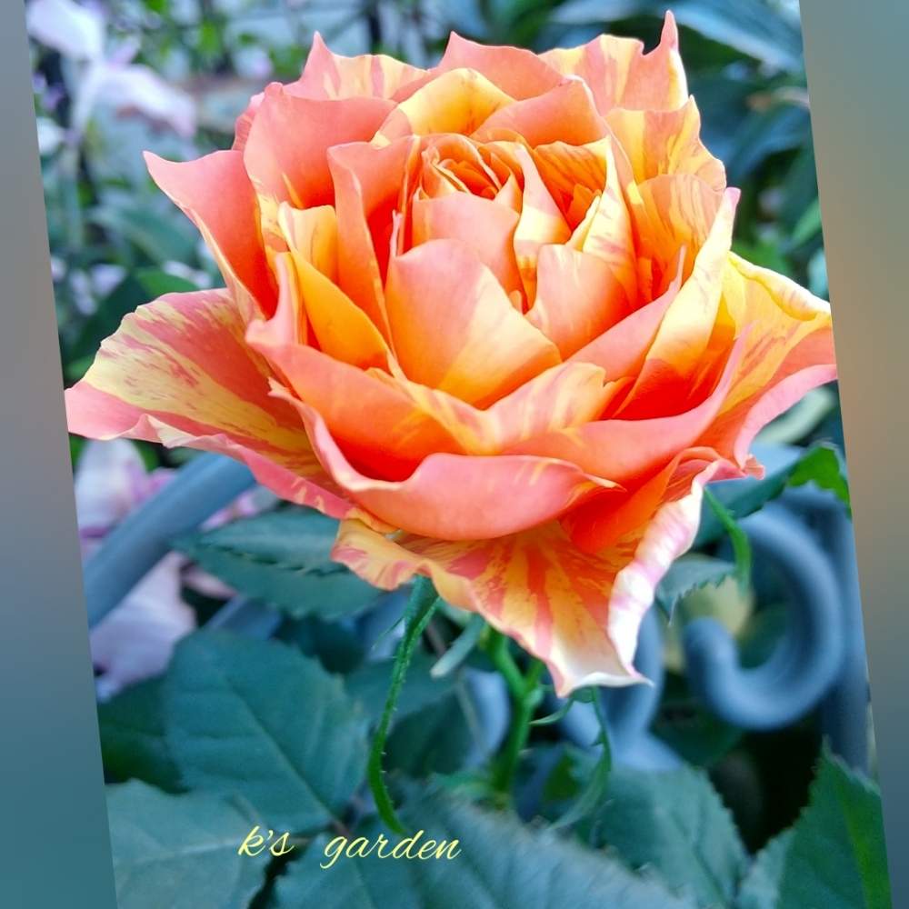 マラクジャコルダナの投稿画像 By Kikorinさん ミニバラ コルダナシリーズと好きな花と好きな色とお気に入り と鉢植えと私の癒し系達 と新入りさんと花のある暮らしとかわいい 月1月30日 Greensnap グリーンスナップ