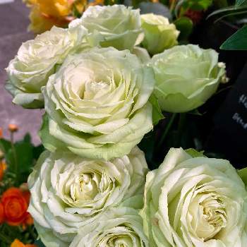 薔薇 グリーンフィールドの投稿画像一覧 Greensnap グリーンスナップ