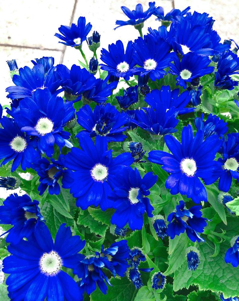 サイネリアの投稿画像 By お花畑さん 1月と冬に咲く花フォトコンと冬の花と青い花と単体植えと花のある暮らし 月1月30日 Greensnap グリーンスナップ