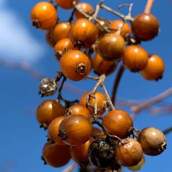 茶色の実の投稿画像一覧 Greensnap グリーンスナップ