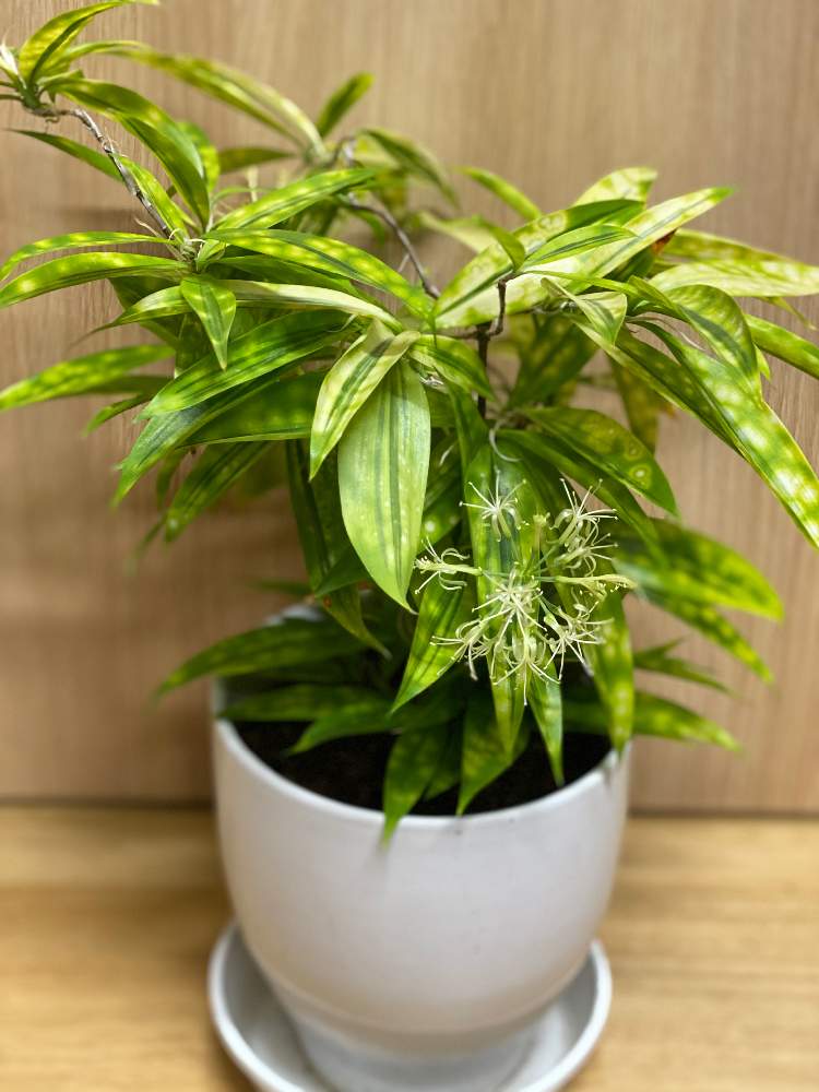 ドラセナゴットセフィアナゴールデンスポットの投稿画像 By 有限会社知立園芸さん 観葉植物と鉢花と花のある暮らしときれいなお花と観葉植物と鉢花と花のある暮らしときれいなお花 月1月30日 Greensnap グリーンスナップ Greensnap グリーンスナップ