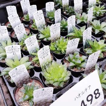 カインズホーム城山店の投稿画像一覧 Greensnap グリーンスナップ