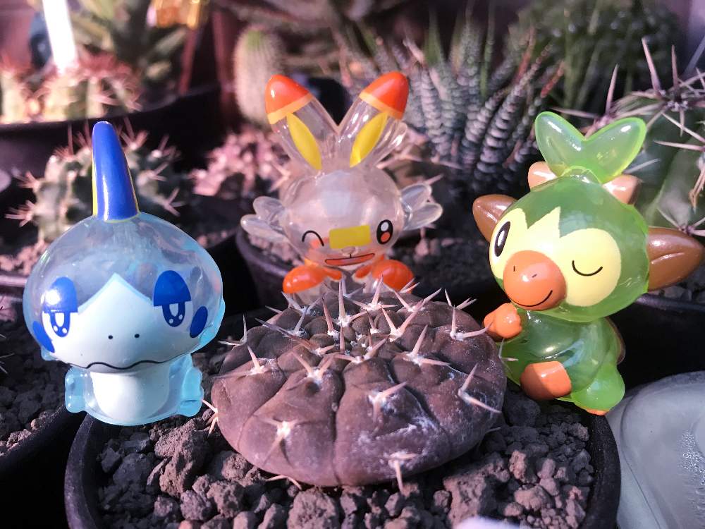 ギムノカリキウムの投稿画像 By サボ愛のクーさんさん 守殿玉とgymnocalycium Riojenseとsbs サボ好き と多肉植物とカッコいいと サボテン とお気に入りとサボテンさんと癒しとギムノカリキウム属と仙人掌 とgs映えとgs日和と植中毒と君が主役と多肉植物とサボテンと