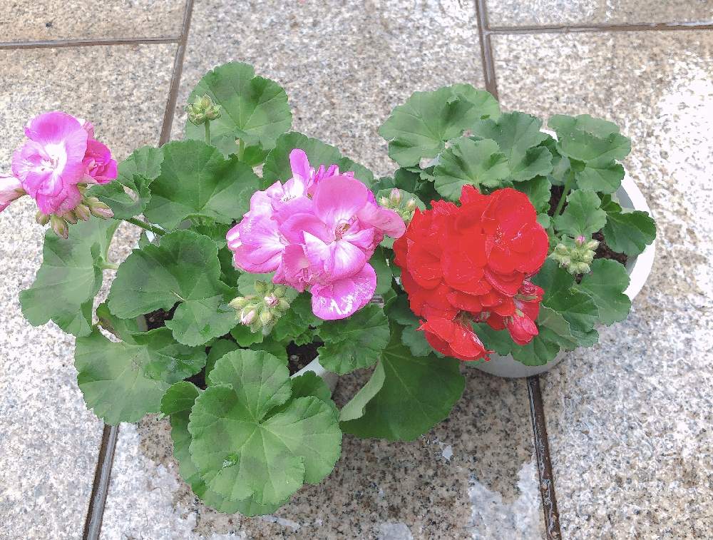 ゼラニウムの投稿画像 By お花畑さん ゾナル ゼラニウムと1月と冬に咲く花フォトコンとピンクの花と多年草と赤い花と花のある暮らし 月1月30日 Greensnap グリーンスナップ