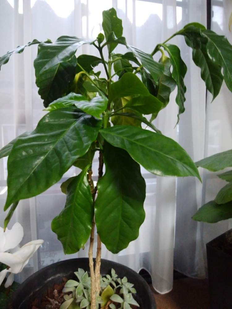 コーヒーの木の投稿画像 By カコさん 癒しとアラビア種とリベリカ種と寝室に良いとリラックスと陰の気と鉢植えとリビングと花のある暮らしと白い花とロブスター種と赤い実 月1月31日 Greensnap グリーンスナップ