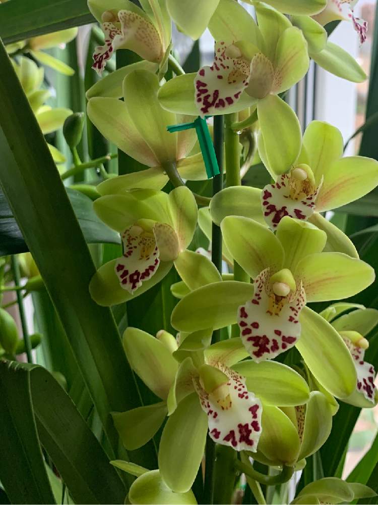 シンビジウムの投稿画像 By きくさん ラン科と黄緑色の花と多年草と洋ランと花のある暮らし 月1月31日 Greensnap グリーン スナップ