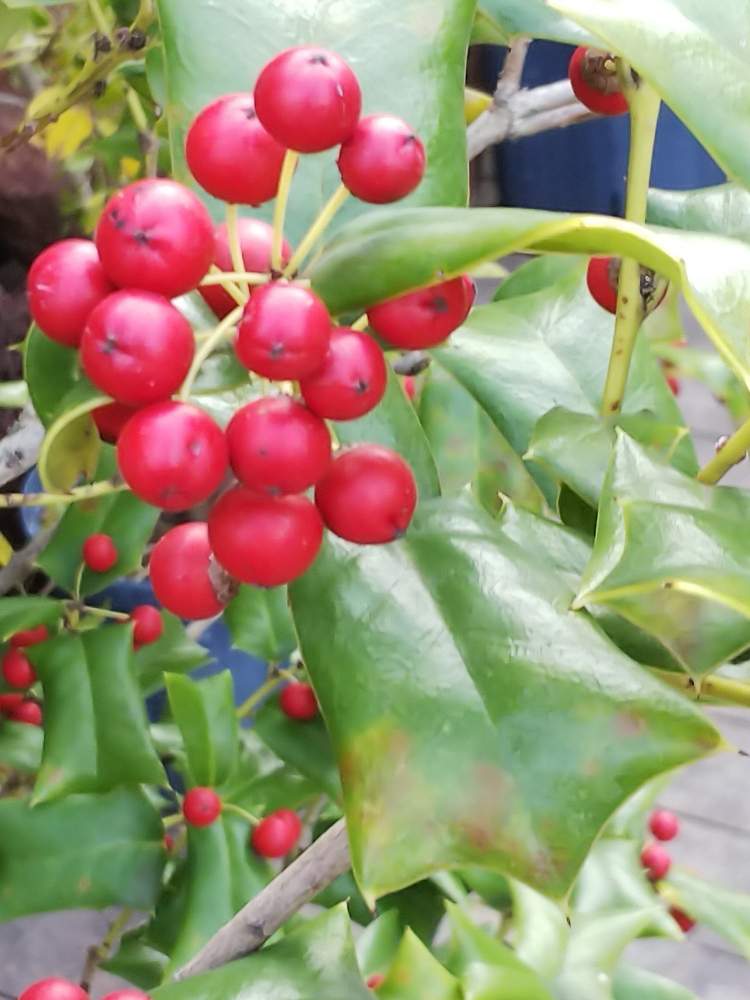 クリスマスホーリーの投稿画像 By Kasumiさん クリスマスホーリーの実と西洋柊 クリスマスホーリー と花のある暮らしとかわいいと実 のなる植物とかわいいな と赤い実 月1月31日 Greensnap グリーンスナップ