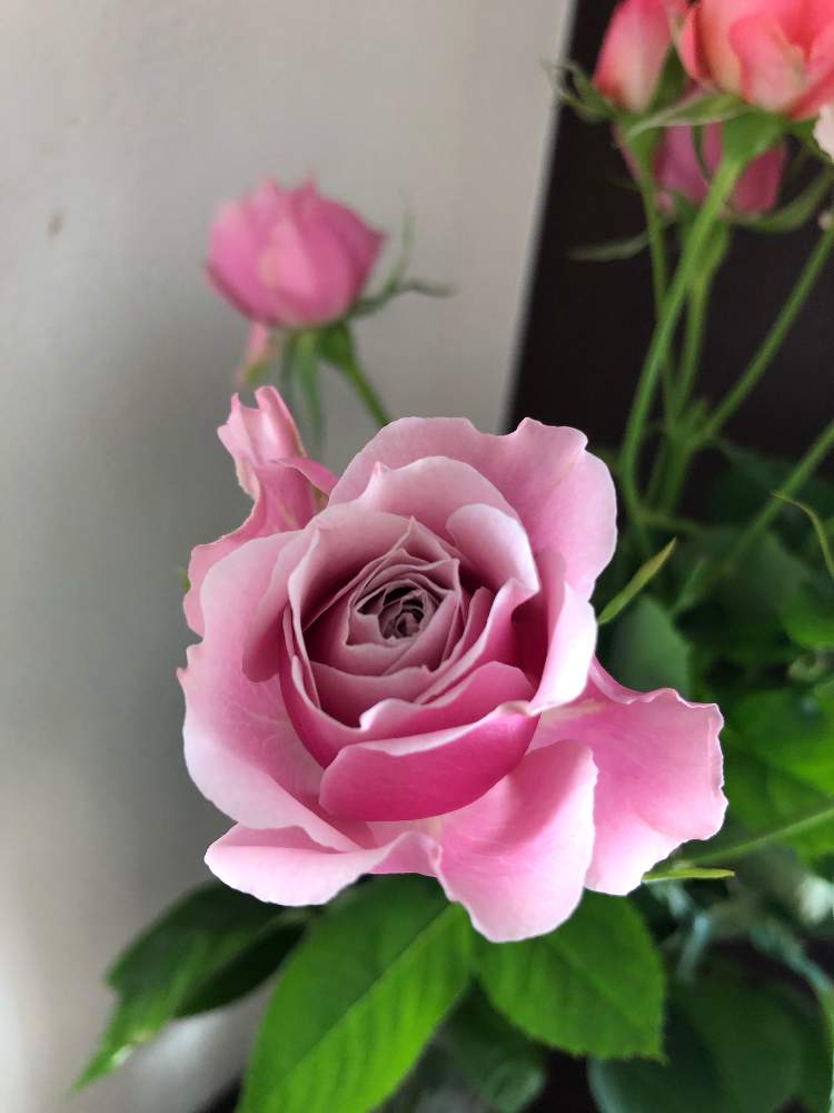 ばら バラ 薔薇の投稿画像 By ベルガモットさん ピンクの花と身近な花と癒しと花のある暮らしと切り花とバラ 切り花 月1月31日 Greensnap グリーンスナップ