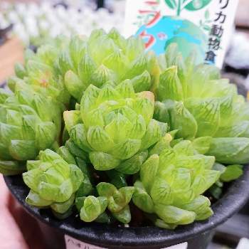 カインズホーム城山店の投稿画像一覧 Greensnap グリーンスナップ