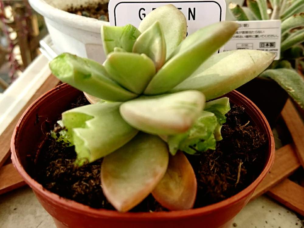 めいげつの投稿画像 By さくらさん 多肉植物としょんぼりと鳥食害 月1月31日 Greensnap グリーンスナップ