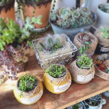 リプサリス ケレウスクラの投稿画像一覧 Greensnap グリーンスナップ