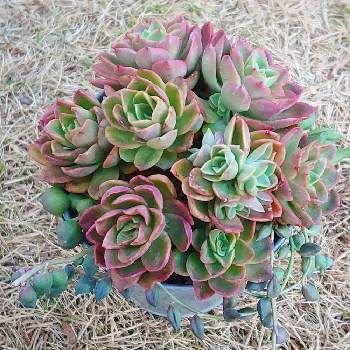 風林火山の投稿画像一覧 Greensnap グリーンスナップ