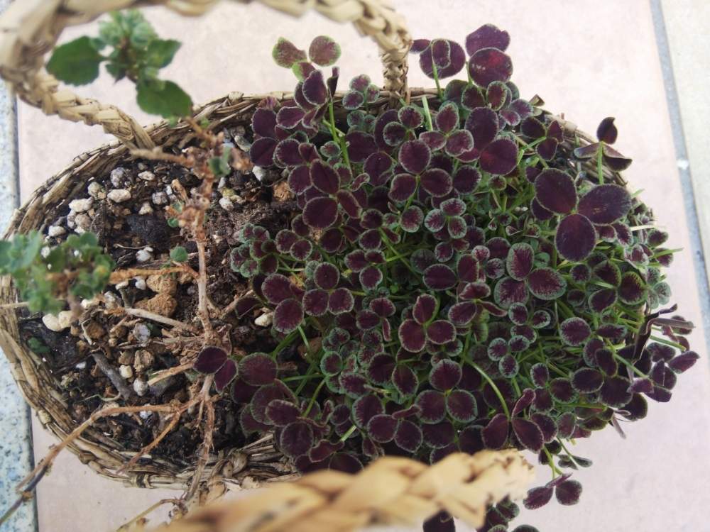 見元オリジナルクローバー ショコラの投稿画像 By オリカナさん バコパ 死にかけ とカラーリーフと観葉植物と枯れそうとカゴ植えと復活祈ると枯れないで 月1月31日 Greensnap グリーンスナップ