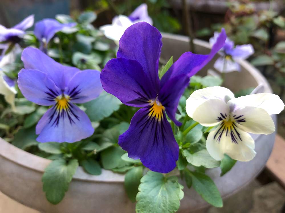 ビオラひとつぶの涙の投稿画像 By コスモスラブさん 日陰庭 月1月31日 Greensnap グリーンスナップ