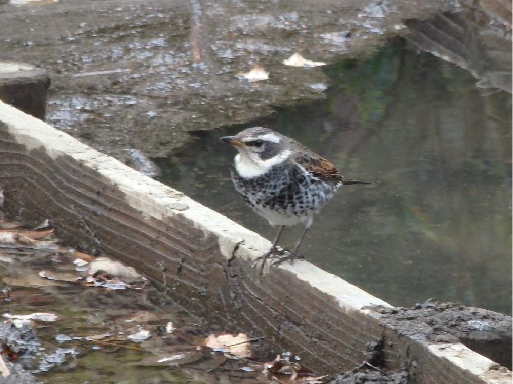 スピッツ つぐみ