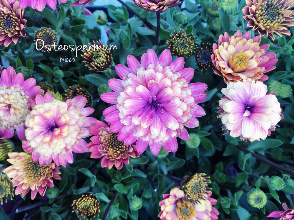 オステオスペルマム ダリーナダブルの投稿画像 By Miccoさん キク科とオステオスペルマム属と別名アフリカンデージー とオステオスペルマム とキク科とオステオスペルマム属と別名アフリカンデージーとオステオスペルマム 月1月31日 Greensnap