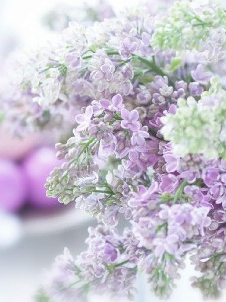 花のある暮らしの投稿画像 By ふらわぁ さん 可愛い花と綺麗な花と淡い色の花 月2月1日 Greensnap グリーンスナップ