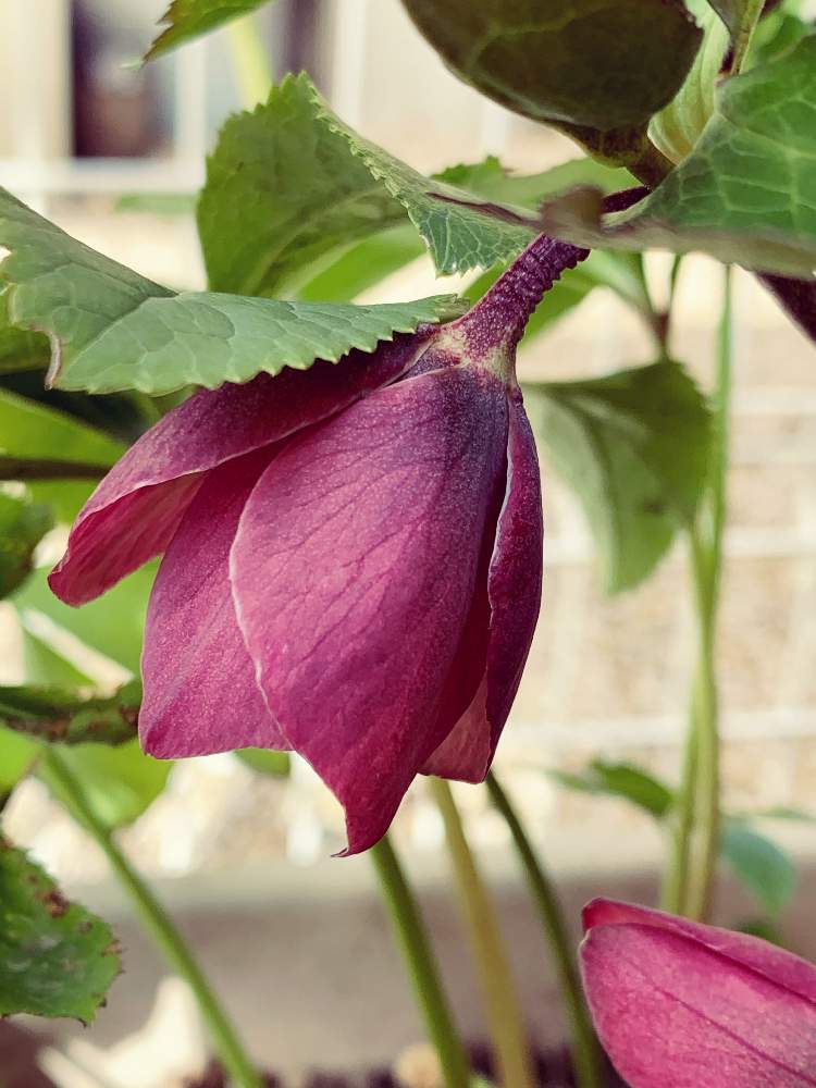 クリスマスローズの投稿画像 By みっちさん 放置と花のある暮らしとかわいいと下向きとがんばれ 月2月1日 Greensnap グリーンスナップ