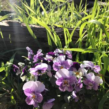 ビオララブの画像 by ぴっちさん | 小さな庭とビオラとにわとみずみずしいときれいな色と花のある暮らしとかわいいとビオララブとさわやか