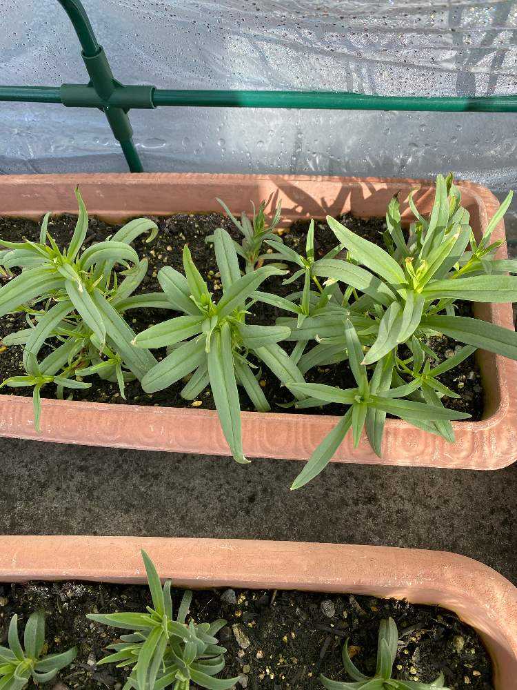 かすみ草の成長記録 Greensnap グリーンスナップ