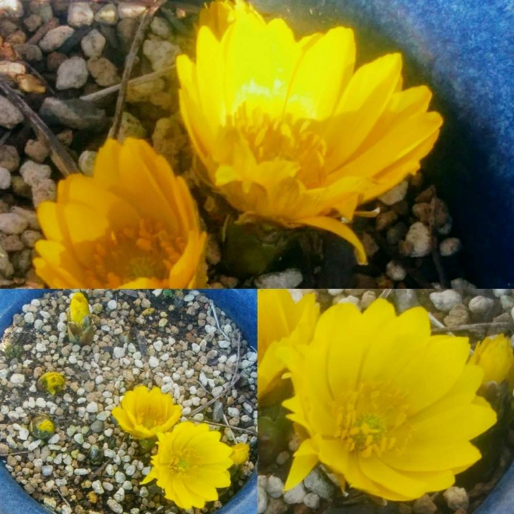 花 言葉 福寿草