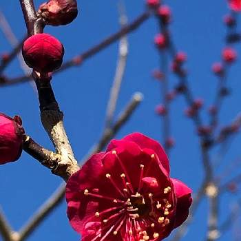 紅梅♪の画像 by イチゴさん | お出かけ先と一重咲き♪と緋桜♪と花のある暮らしと紅梅♪と綺麗♪