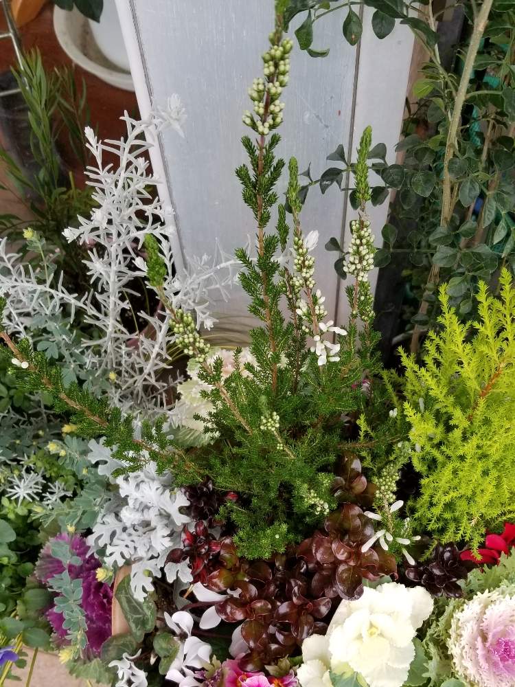 エリカ ホワイトデライトの投稿画像 By りょうたんさんさん 鉢植えと花のある暮らし 月2月1日 Greensnap グリーンスナップ
