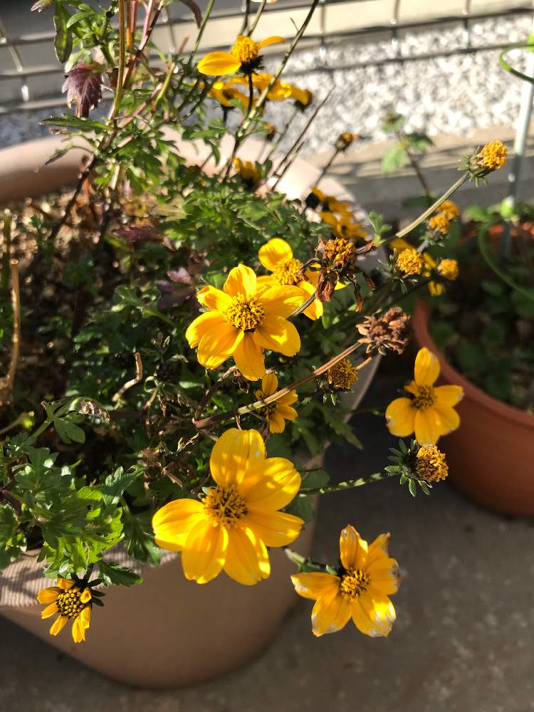 ビデンス ゴールデンエンパイアの投稿画像 By りとひさん 月2月1日 Greensnap グリーンスナップ Greensnap グリーンスナップ