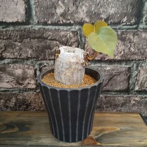 ボンバックス,プセウドボンバックス,プセウドボンバックス エリプティクム,塊根植物,成長記録の画像
