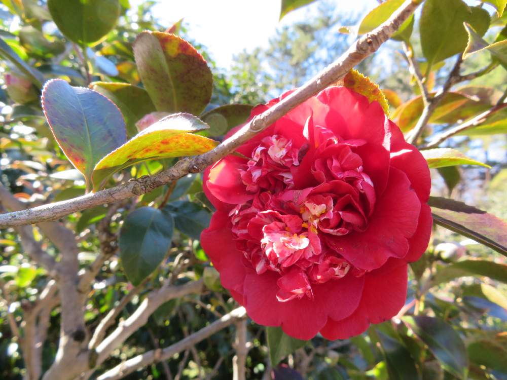 椿 関西黒龍 の投稿画像 By 花子さん 懲りない私と神代植物公園 月2月1日 Greensnap グリーンスナップ