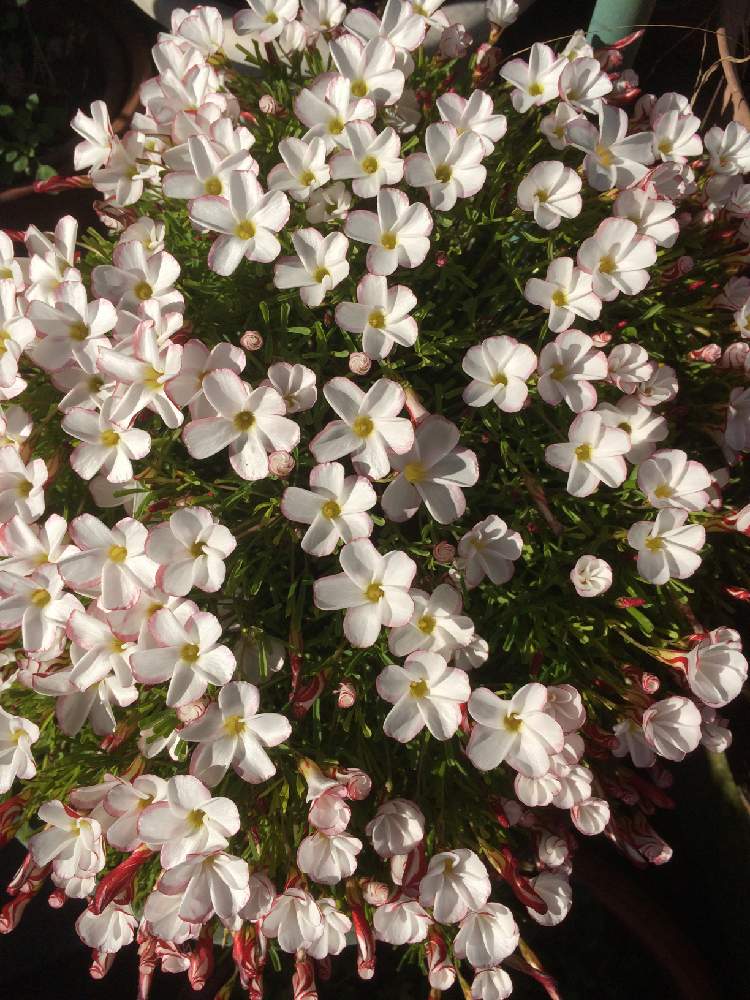 オキザリス バーシカラーの投稿画像 By こなつさん お花満開 と白花が好きと小花が可愛いともりもり増えてとテラスの鉢植えと花のある暮らし 月2月1日 Greensnap グリーンスナップ