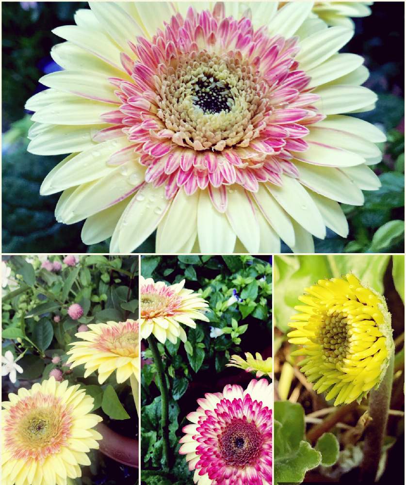 ガーベラ カートホイールの投稿画像 By Mutsuchiyanさん 小さな庭と癒しと愛しいと蕾が沢山とありがとうと美しいと楽しみとgreensnapmarcheと休日のひと時と可愛いとガーデニングと小さな小さな庭と 花のある暮らしとgreen Up と癒しと愛しいと蕾が沢山とありがとうと