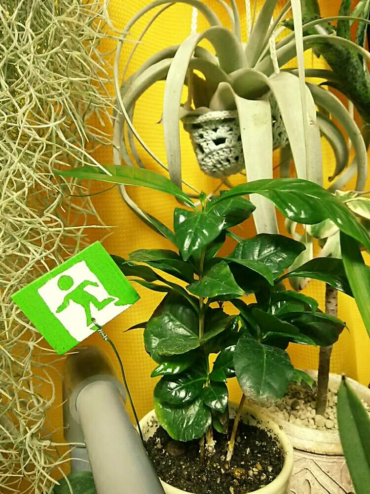 ウスネオイデスの投稿画像 By あかはつさん チランジア キセログラフィカとコーヒーの木と着生植物と観葉植物と植物任せ と室内越冬とエアプランツと エアープランツ チランジア 月2月1日 Greensnap グリーンスナップ